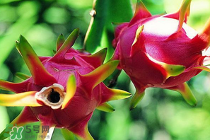 七月份可以種火龍果嗎？火龍果什么時候種植？