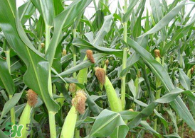 7月份可以種玉米嗎？7月份種什么玉米？