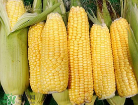 7月份可以種玉米嗎？7月份種什么玉米？