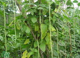 7月份可以種豆角嗎？豆角幾月份種？