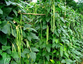 7月份可以種豆角嗎？豆角幾月份種？