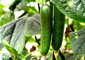 7月份能種黃瓜嗎？七月份可以種黃瓜嗎？