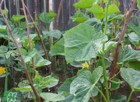 7月份能種黃瓜嗎？七月份可以種黃瓜嗎？