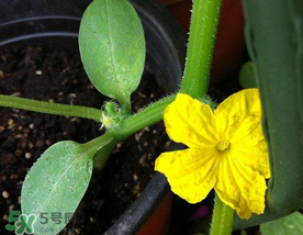 7月份能種黃瓜嗎？七月份可以種黃瓜嗎？