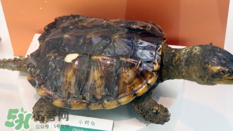 鱷龜怎么吃？鱷龜怎么殺