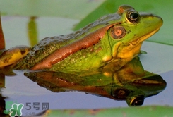 吃青蛙犯法嗎？買賣青蛙怎么處罰