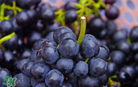 無籽葡萄小孩能吃嗎？寶寶能吃無籽葡萄嗎？