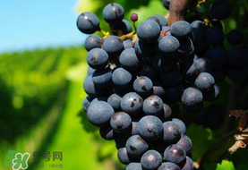 無籽葡萄小孩能吃嗎？寶寶能吃無籽葡萄嗎？