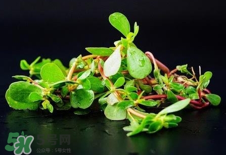 螞蚱菜孕婦可以吃嗎？螞蚱菜的功效與作用