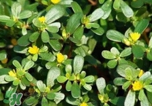 螞蚱菜是馬齒莧嗎？螞蚱菜是什么樣子的