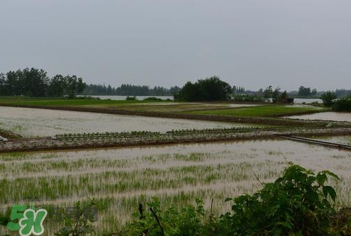 入梅是什么意思？出梅是什么意思