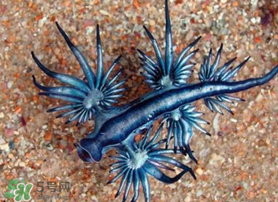 海蛞蝓可以當(dāng)寵物養(yǎng)嗎？ 海蛞蝓多少錢一只？