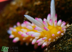 海蛞蝓可以當(dāng)寵物養(yǎng)嗎？ 海蛞蝓多少錢一只？