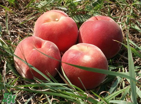 藍(lán)莓和桃子能一起吃嗎？藍(lán)莓和桃子能一塊吃嗎？