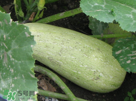 角瓜是西葫蘆嗎？角瓜和西葫蘆的區(qū)別