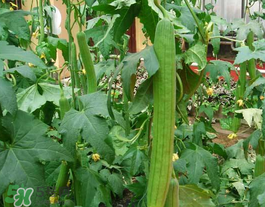 六月份能種絲瓜嗎？絲瓜幾月份種植？