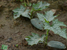 六月份能種絲瓜嗎？絲瓜幾月份種植？