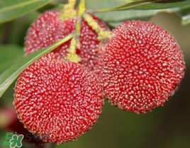 七月份還有楊梅嗎？7月份楊梅哪里有？