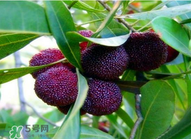 七月份還有楊梅嗎？7月份楊梅哪里有？