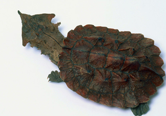 鱷龜可以吃嗎？鱷龜好吃嗎