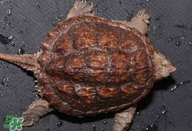 鱷龜最大能長(zhǎng)多大？鱷龜是水龜還是陸龜