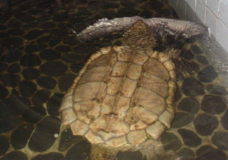 鱷龜多少錢一只？鱷龜多少錢一斤2017？