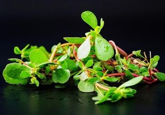 螞蚱菜孕婦可以吃嗎？螞蚱菜的功效與作用