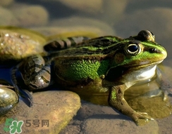 吃青蛙犯法嗎？買賣青蛙怎么處罰