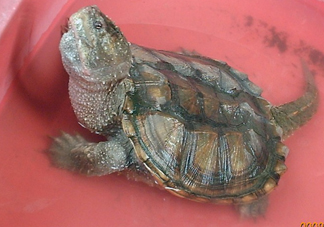 鱷龜怎么分公母？鱷龜公的好還是母的好