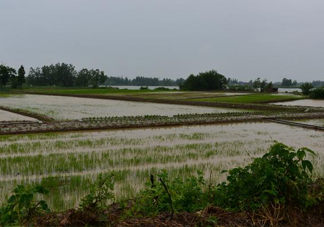 入梅是什么意思？出梅是什么意思
