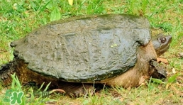 鱷龜怎么飼養(yǎng)？鱷龜吃什么