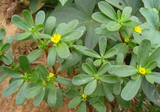 螞蚱菜和鵝蛋能在一起吃嗎？鵝蛋可以和螞蚱菜一起吃嗎