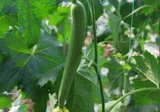 六月份能種絲瓜嗎？絲瓜幾月份種植？