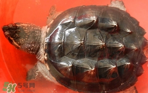 鱷龜怎么分公母？鱷龜公的好還是母的好