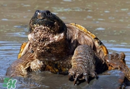 鱷龜是保護(hù)動(dòng)物嗎？鱷龜是外來(lái)物種嗎