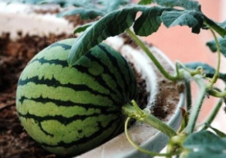 七月份可以種西瓜嗎？7月份可以種西瓜嗎？