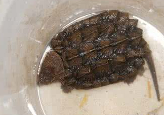 鱷龜怎么飼養(yǎng)？鱷龜吃什么