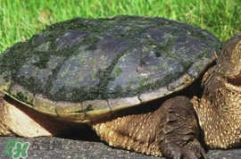 鱷龜怎么飼養(yǎng)？鱷龜吃什么