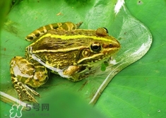 吃青蛙犯法嗎？買賣青蛙怎么處罰