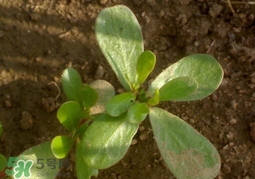 螞蚱菜能生吃嗎？螞蚱菜可以生吃嗎