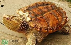 鱷龜怎么吃？鱷龜怎么殺