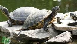 鱷龜多少錢一只？鱷龜多少錢一斤2017？