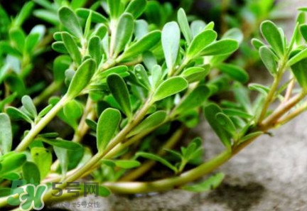 馬蜂菜治什么病？馬蜂菜的功效與作用