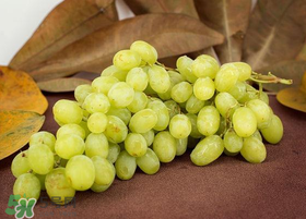 青提多少錢一斤？2017年青提多少錢一斤?