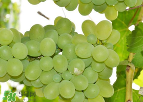 青提怎么保存？青提可以放冰箱嗎？