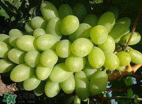 青提上有黑點(diǎn)怎么回事？青提長(zhǎng)斑點(diǎn)是什么原因？