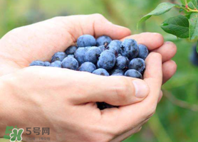 藍(lán)莓什么品種好？盆栽藍(lán)莓什么品種好？