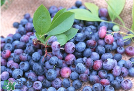 藍(lán)莓什么品種好？盆栽藍(lán)莓什么品種好？