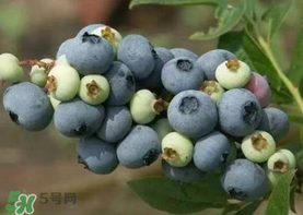 藍(lán)莓什么品種好？盆栽藍(lán)莓什么品種好？