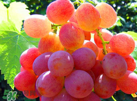 紅提可以放冰箱嗎？紅提放冷庫(kù)怎么保存？